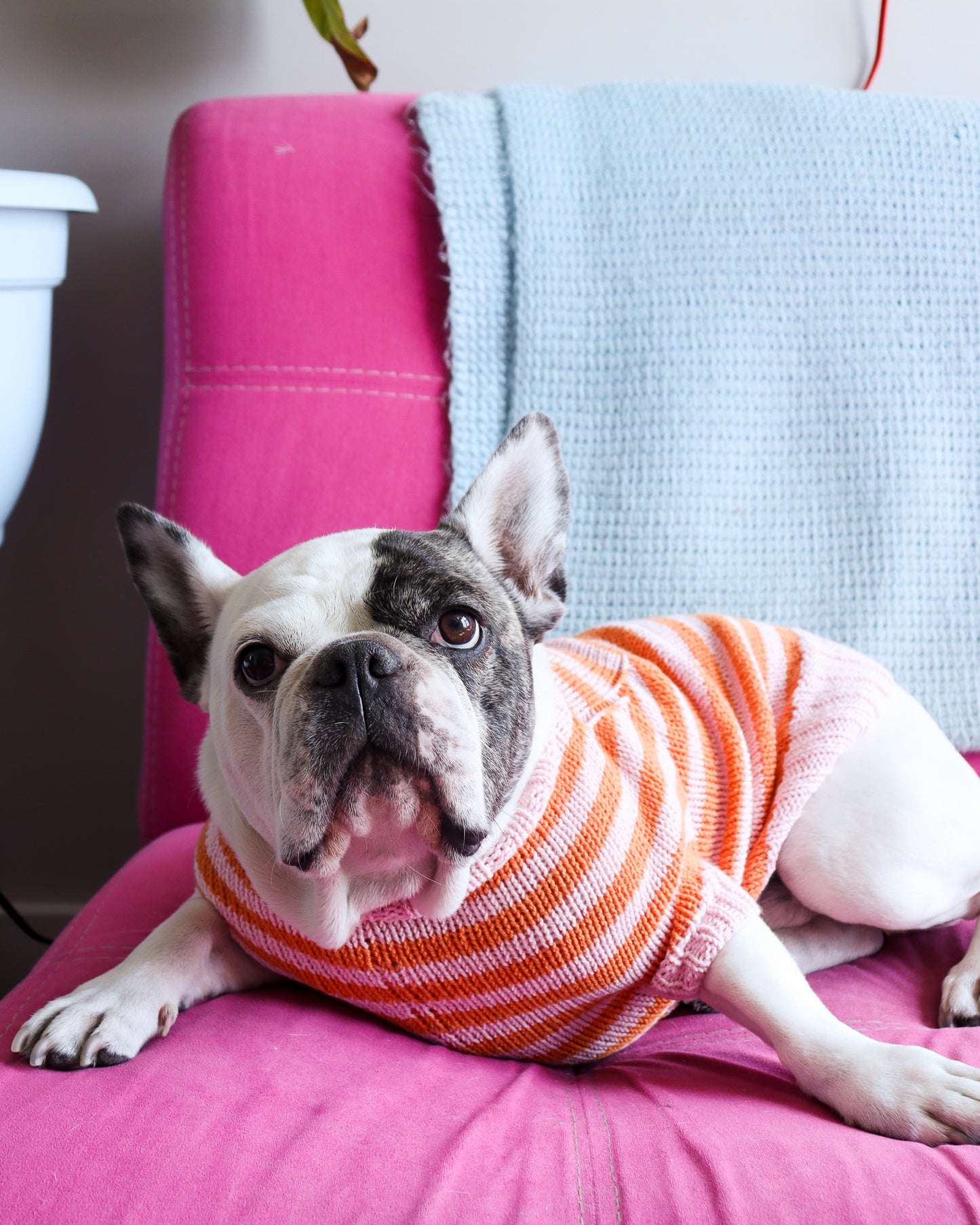 Knitted Dog Sweater Workshop