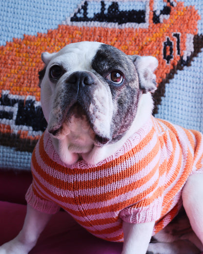 Knitted Dog Sweater Workshop