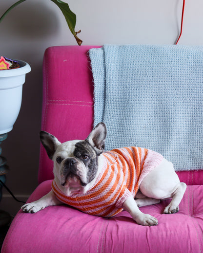 Knitted Dog Sweater Workshop