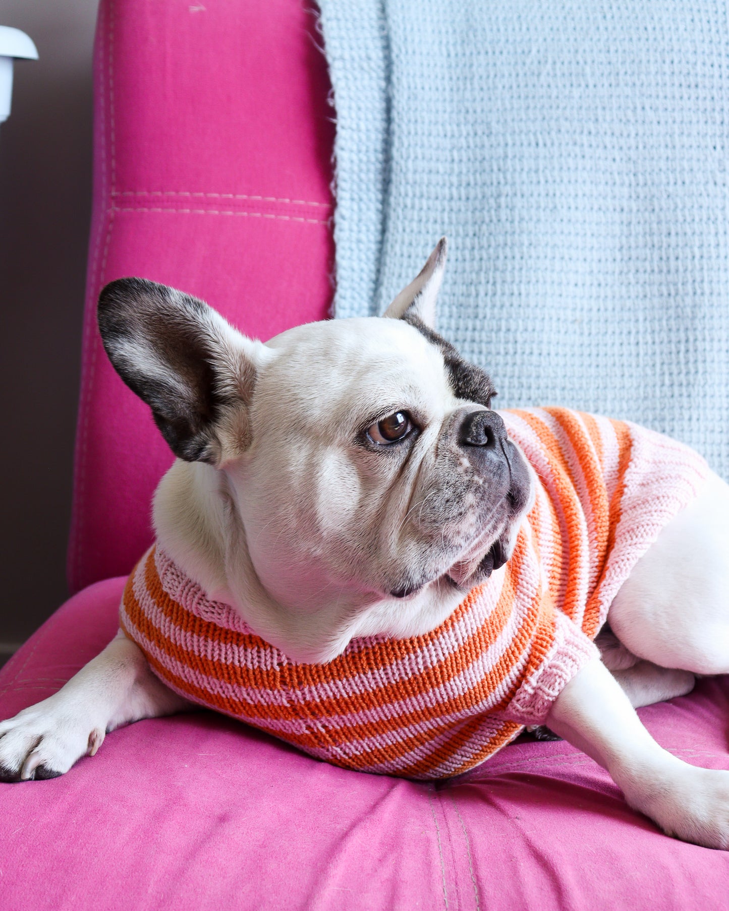 Knitted Dog Sweater Workshop
