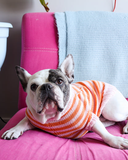 Knitted Dog Sweater Workshop