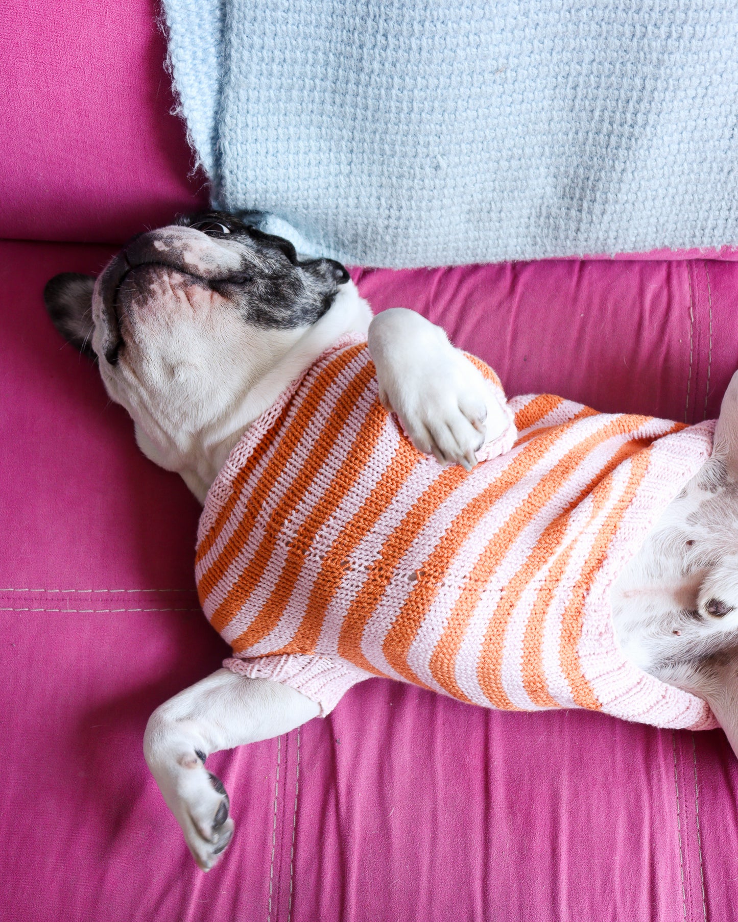 Knitted Dog Sweater Workshop